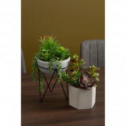 Premeir Fiori Mixed Succulent With Metal Stand