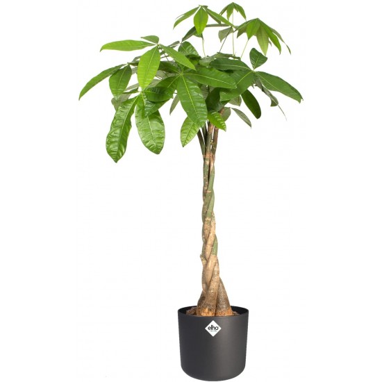 Shop quality Elho Round Indoor Flowerpot, 16cm - Anthracite in Kenya from vituzote.com Shop in-store or get countrywide delivery!