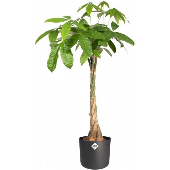 Elho Round Indoor Flowerpot, 16cm - Anthracite, 8711904233600 Shop quality Elho Round Indoor Flowerpot, 16cm - Anthracite in Kenya from vituzote.com Shop in-store or get countrywide delivery!