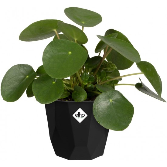 Shop quality Elho Geometric Flowerpot for Indoor - Living Black, 18 cm in Kenya from vituzote.com Shop in-store or online and get countrywide delivery!