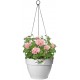 Shop quality Elho Vibia Campana Hanging Basket, 26 cm - Living Concrete in Kenya from vituzote.com Shop in-store or get countrywide delivery!