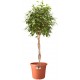 Shop quality Elho Algarve Cilindro Flower Pot, 30cm, Terra in Kenya from vituzote.com Shop in-store or get countrywide delivery!