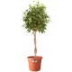 Elho Algarve Cilindro Flower Pot, 30cm, Terra, 8711904052447 Shop quality Elho Algarve Cilindro Flower Pot, 30cm, Terra in Kenya from vituzote.com Shop in-store or online and get countrywide delivery!