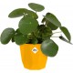 Elho Geometric Flowerpot for Indoor -18 cm - Ochre, 8711904303068 Shop quality Elho Geometric Flowerpot for Indoor -18 cm - Ochre in Kenya from vituzote.com Shop in-store or get countrywide delivery!