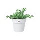 Elho Original Round Flowerpot, White Mini - 7cm, 8711904331207 Shop quality Elho Original Round Flowerpot, White Mini - 7cm in Kenya from vituzote.com Shop in-store or online and get countrywide delivery!