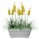 Elho Vibia Campana Trough Planter, Living Concrete, 80 cm, 8711904346287 Shop quality Elho Vibia Campana Trough Planter, Living Concrete, 80 cm in Kenya from vituzote.com Shop in-store or get countrywide delivery!