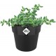 Shop quality Elho Round Mini Flowerpot, 7cm - Living Black in Kenya from vituzote.com Shop in-store or get countrywide delivery!