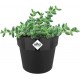 Elho Round Mini Flowerpot, 7cm - Living Black, 8711904348151 Shop quality Elho Round Mini Flowerpot, 7cm - Living Black in Kenya from vituzote.com Shop in-store or online and get countrywide delivery!