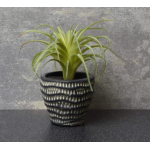 Candlelight Flower Patch Airplant Green in Dimpled Pot, 14cm