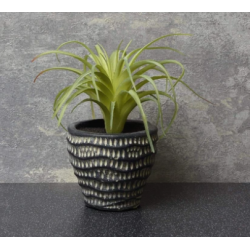 Candlelight Flower Patch Airplant Green in Dimpled Pot, 14cm