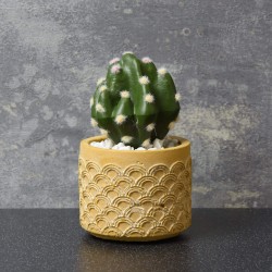 Candlelight Round Cactus in Cement Pot Yellow 12cm