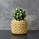 Shop quality Candlelight Round Cactus in Cement Pot Yellow 12cm in Kenya from vituzote.com Shop in-store or online and get countrywide delivery!
