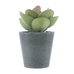 Candlelight The Flower Patch Round Leaf Succulent Green in Pot, 15cm