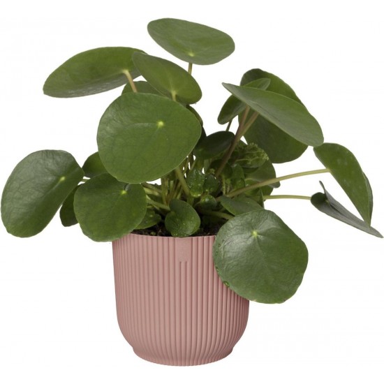 Elho Vibes Fold Round Flowerpot, Delicate Pink with Liner - 18cm, 8711904481094 Shop quality Elho Vibes Fold Round Flowerpot, Delicate Pink with Liner - 18cm in Kenya from vituzote.com Shop in-store or online and get countrywide delivery!