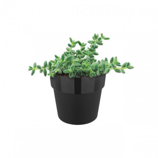 Shop quality Elho Original Round Mini Plant Pot - Living Black, 9cm in Kenya from vituzote.com Shop in-store or online and get countrywide delivery!