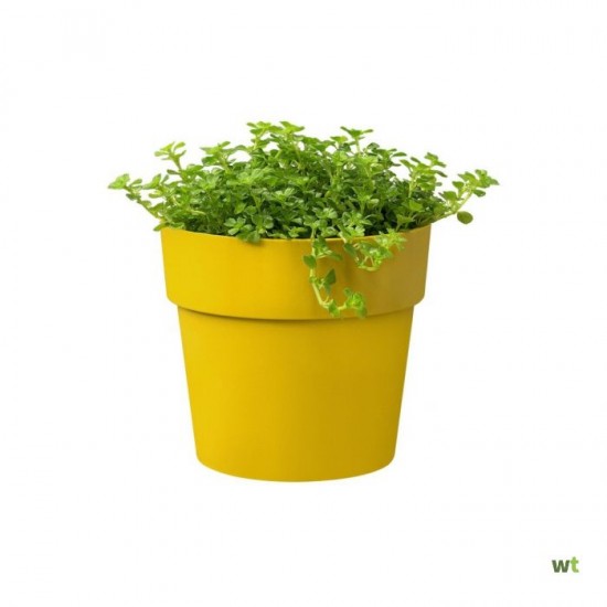 Shop quality Elho Round Mini  Flowerpot, 7cm - Ochre in Kenya from vituzote.com Shop in-store or online and get countrywide delivery!