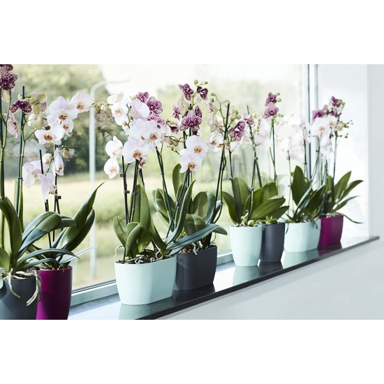 Shop quality Elho Brussels Orchid Duo Indoor Flowerpot - Transparent - Indoor -  12.6 cm Height in Kenya from vituzote.com Shop in-store or online and get countrywide delivery!