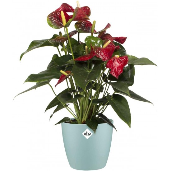 Shop quality Elho Brussels Round Indoor Flowerpot - Mint, 14cm in Kenya from vituzote.com Shop in-store or online and get countrywide delivery!