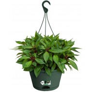 Elho Green Basics Hanging Basket Flowerpot - Leaf Green - Outdoor & Balcony- 28 cm