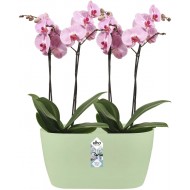 Elho Brussels Orchid Duo Indoor Flowerpot - Soft Green - 12.6 cm Height