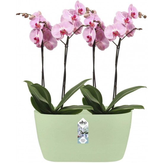 Shop quality Elho Brussels Orchid Duo Indoor Flowerpot - Soft Green - 12.6 cm Height in Kenya from vituzote.com Shop in-store or online and get countrywide delivery!