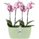 Shop quality Elho Brussels Orchid Duo Indoor Flowerpot - Soft Green - 12.6 cm Height in Kenya from vituzote.com Shop in-store or online and get countrywide delivery!