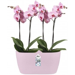 Elho Brussels Orchid Duo Indoor Flowerpot - Soft Pink - 12.6 cm Height
