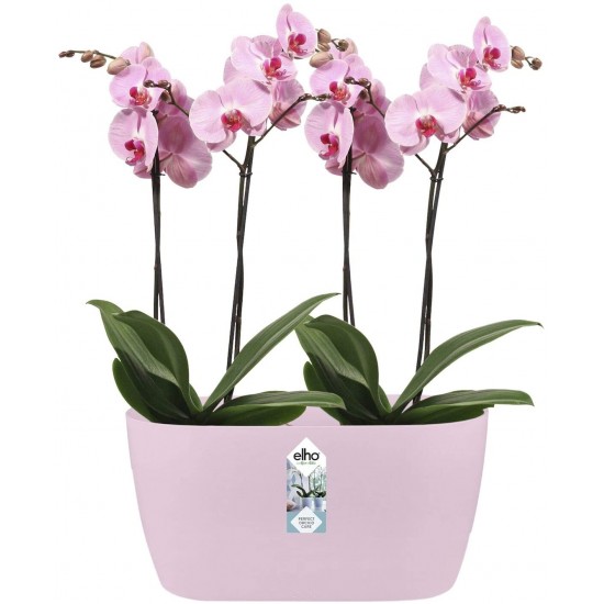 Shop quality Elho Brussels Orchid Duo Indoor Flowerpot - Soft Pink - 12.6 cm Height in Kenya from vituzote.com Shop in-store or online and get countrywide delivery!