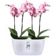 Elho Brussels Orchid Duo Indoor Flowerpot - Transparent - Indoor -  12.6 cm Height