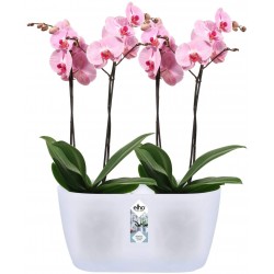 Elho Brussels Orchid Duo Indoor Flowerpot - Transparent - Indoor -  12.6 cm Height