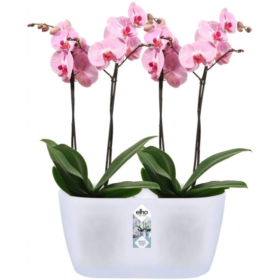 Shop quality Elho Brussels Orchid Duo Indoor Flowerpot - Transparent - Indoor -  12.6 cm Height in Kenya from vituzote.com Shop in-store or online and get countrywide delivery!