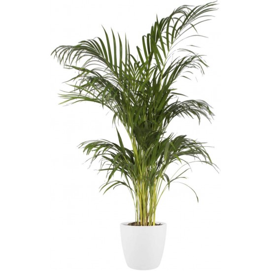 Shop quality Elho Brussels Round  Indoor Flowerpot, White, 20 cm in Kenya from vituzote.com Shop in-store or online and get countrywide delivery!