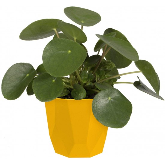 Shop quality Elho Geometric 14cm Indoor Flowerpot - Ochre in Kenya from vituzote.com Shop in-store or online and get countrywide delivery!