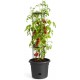 Shop quality Elho Green Basics Tomato Pot 33cm Plant Pot + Growing Frame - Living Black in Kenya from vituzote.com Shop in-store or online and get countrywide delivery!