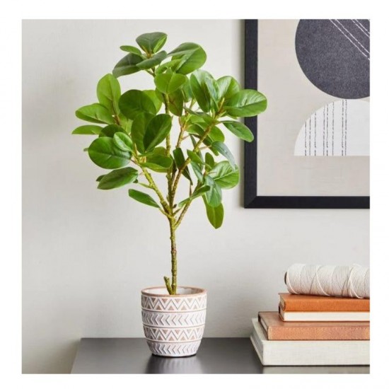 Dunelm Ficus Deltoidea in Terracotta Pot (50cm)