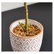 Dunelm Ficus Deltoidea in Terracotta Pot (50cm)