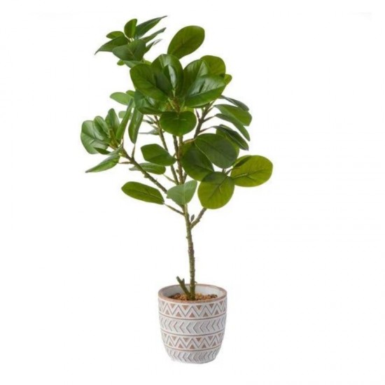 Dunelm Ficus Deltoidea in Terracotta Pot (50cm)