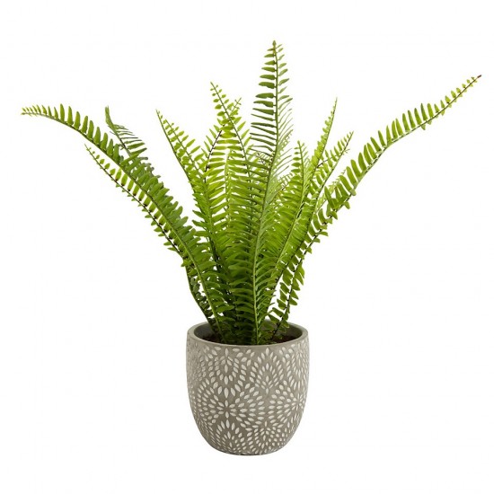 Candlelight Maidenhair Fern In Textured Ceramic Pot-Green, 16 cm