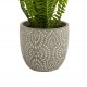 Candlelight Maidenhair Fern In Textured Ceramic Pot-Green, 16 cm