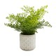 Shop quality Dunelm Boston Fern in Ceramic Pot, 45 cm in Kenya from vituzote.com Shop in-store or online and get countrywide delivery!