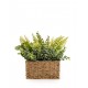 Candlelight Green Ferns in Seagrass Basket