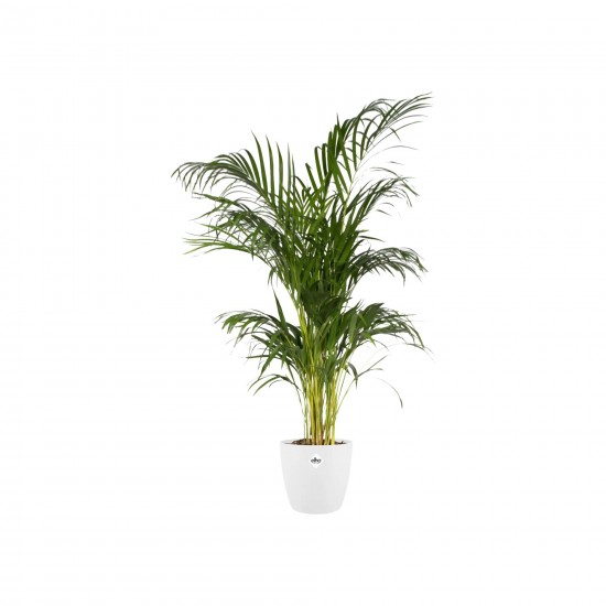 Shop quality Elho Brussels Round Indoor Flowerpot, White , 25cm in Kenya from vituzote.com Shop in-store or online and get countrywide delivery!