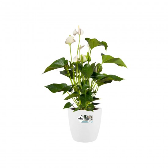 Shop quality Elho Brussels Round Indoor Flowerpot, White , 25cm in Kenya from vituzote.com Shop in-store or online and get countrywide delivery!