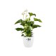Shop quality Elho Brussels Round Indoor Flowerpot, White , 25cm in Kenya from vituzote.com Shop in-store or get countrywide delivery!