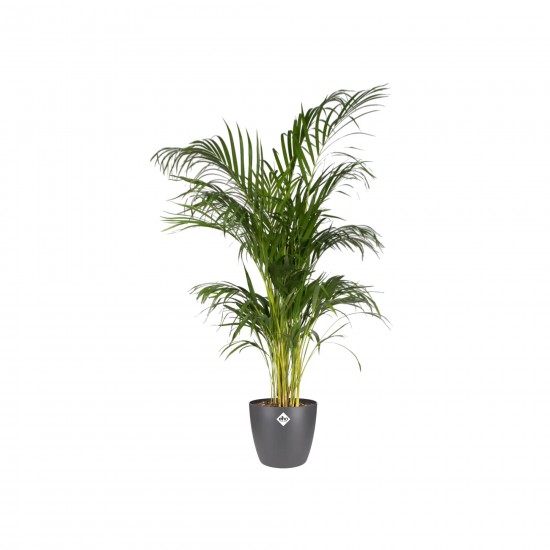 Elho Brussels Indoor Round Flowerpot , Anthracite, 25 cm, 8711904072377 Shop quality Elho Brussels Indoor Round Flowerpot , Anthracite, 25 cm in Kenya from vituzote.com Shop in-store or online and get countrywide delivery!
