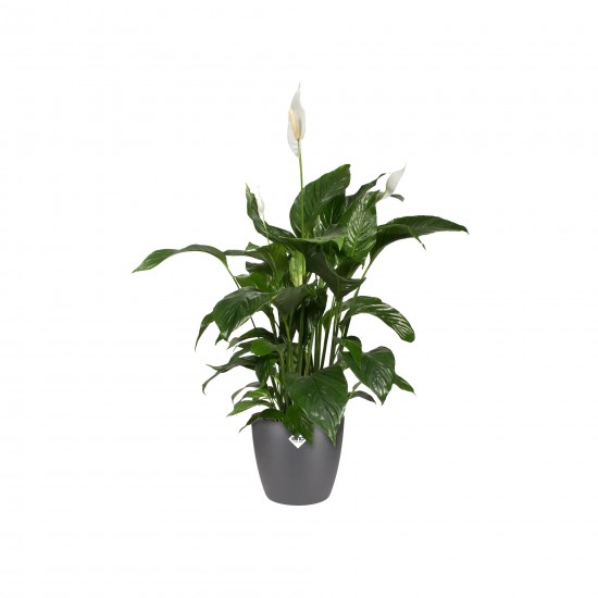 Elho Brussels Indoor Round Flowerpot , Anthracite, 25 cm, 8711904072377 Shop quality Elho Brussels Indoor Round Flowerpot , Anthracite, 25 cm in Kenya from vituzote.com Shop in-store or online and get countrywide delivery!