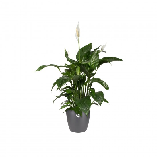 Shop quality Elho Brussels Indoor Round Flowerpot , Anthracite, 25 cm in Kenya from vituzote.com Shop in-store or online and get countrywide delivery!