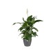 Shop quality Elho Brussels Indoor Round Flowerpot , Anthracite, 25 cm in Kenya from vituzote.com Shop in-store or get countrywide delivery!