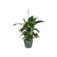 Shop quality Elho Brussels Indoor Round Flowerpot , Anthracite, 25 cm in Kenya from vituzote.com Shop in-store or online and get countrywide delivery!