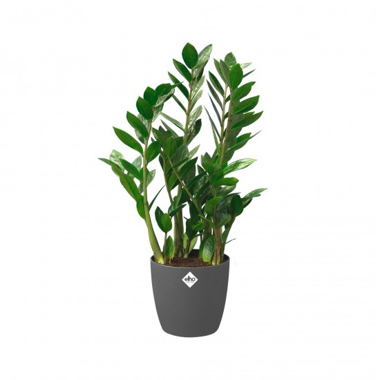 Elho Brussels Indoor Round Flowerpot , Anthracite, 25 cm, 8711904072377 Shop quality Elho Brussels Indoor Round Flowerpot , Anthracite, 25 cm in Kenya from vituzote.com Shop in-store or online and get countrywide delivery!